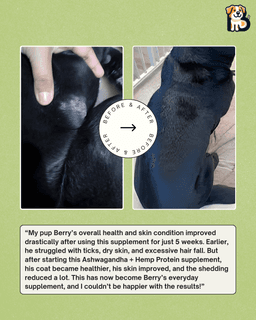 Ashwagandha + Hemp Protein Supplement for Dogs & Cats | Powerful Everyday Wellness Blend 7